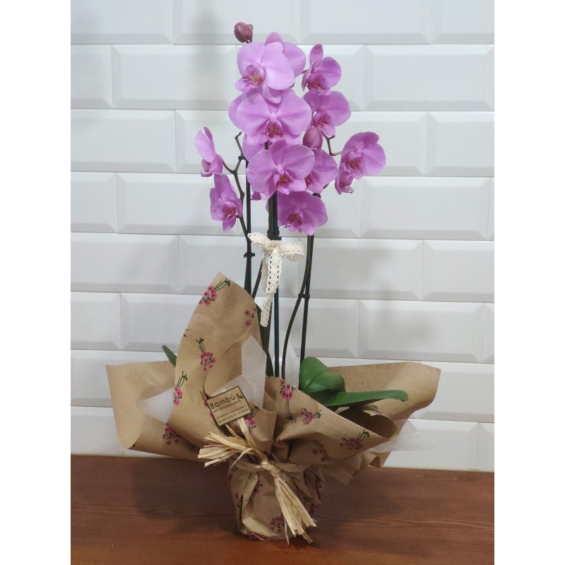 Orquídea phalaepnosis