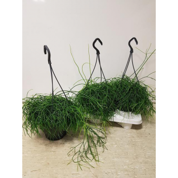 Rhipsalis colgante