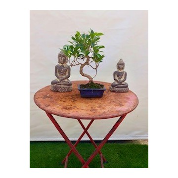 Bonsai 35 cm