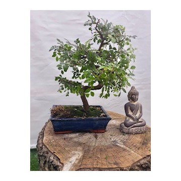 Bonsai Zelkova 40 cm