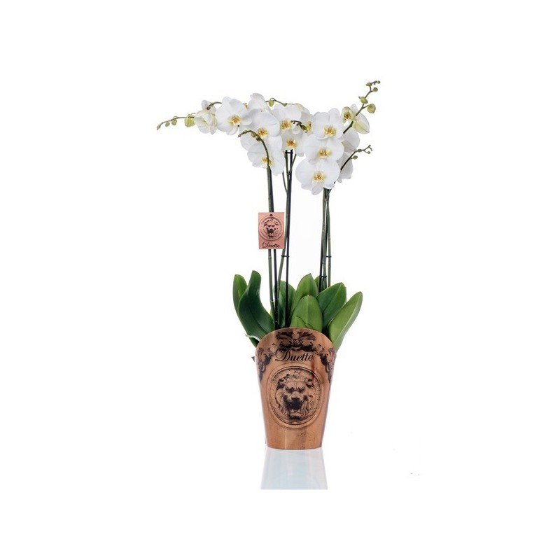 Orquidea elegante alto 70 cm
