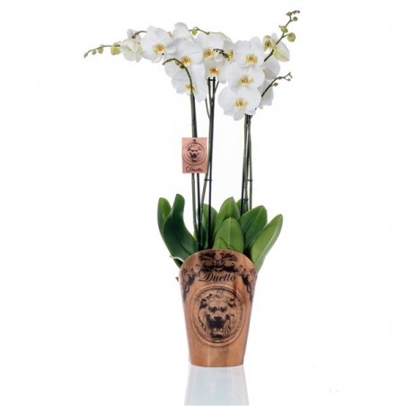 Orquidea elegante alto 70 cm