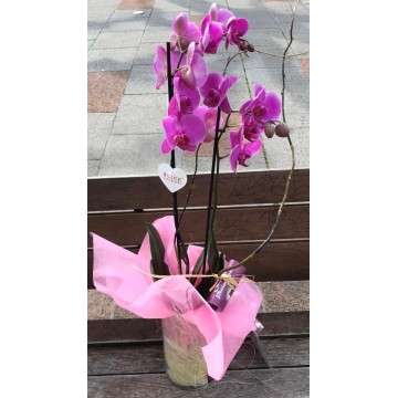 Orquidea en vidrio