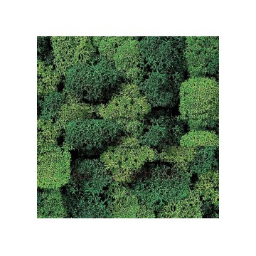 Musgo verde