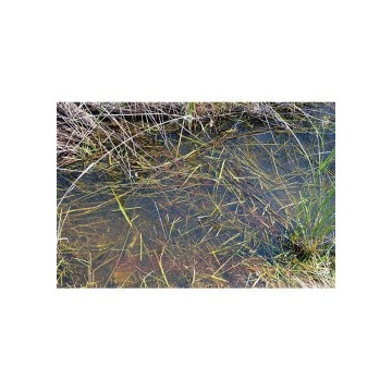 Still water 250ml Series...
